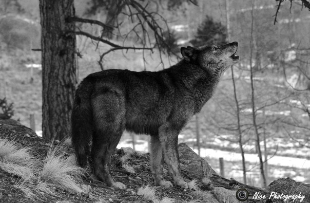 Winter Wolf Colorado.jpg